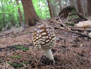 Klikni pro velký obrázek