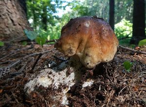 Klikni pro velký obrázek