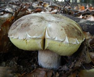 Klikni pro velký obrázek