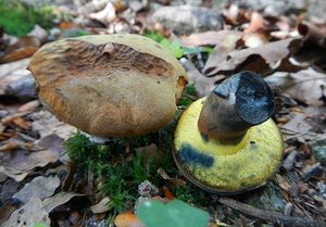 Klikni pro velký obrázek