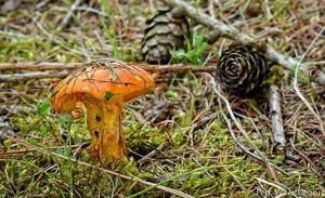 Klikni pro velký obrázek