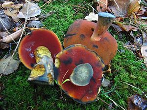 Klikni pro velký obrázek