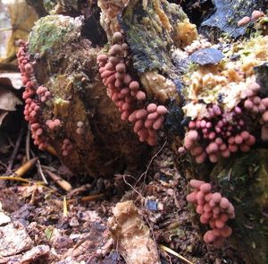 Klikni pro velký obrázek