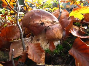 Klikni pro velký obrázek