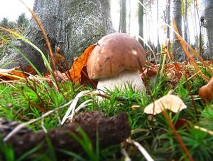 Klikni pro velký obrázek