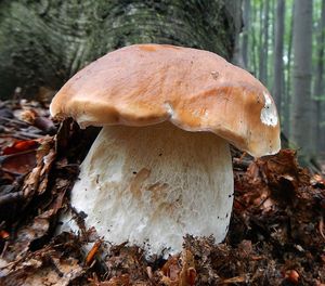 Klikni pro velký obrázek