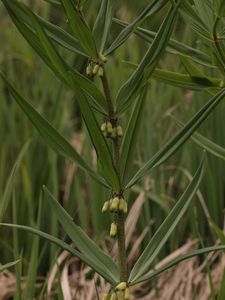 Kokořík přeslenitý (Polygonatum verticillatum (L.) All.)