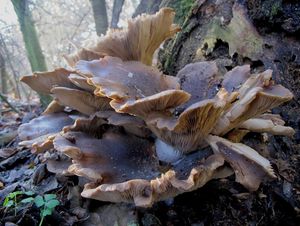 Klikni pro velký obrázek