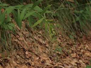 Věšenka nachová (Prenanthes purpurea L.)