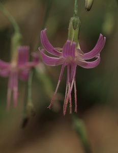 Věšenka nachová (Prenanthes purpurea L.)