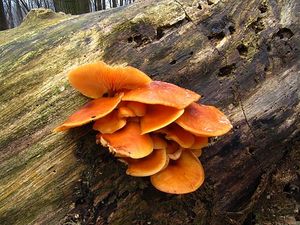 Klikni pro velký obrázek