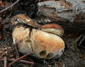 Klikni pro velký obrázek