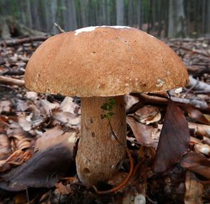 Klikni pro velký obrázek