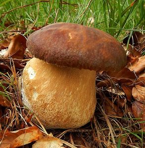 Klikni pro velký obrázek