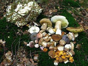 Klikni pro velký obrázek