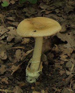 Muchomůrka šedožlutavá - Amanita lividopallescens (Secr. ex Boudier) Kühner & Romagn.