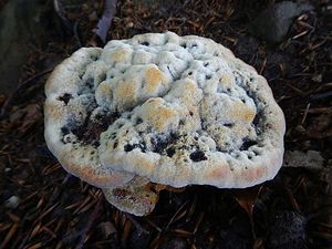 Klikni pro velký obrázek