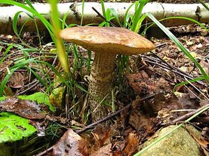 Klikni pro velký obrázek