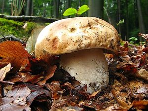 Klikni pro velký obrázek