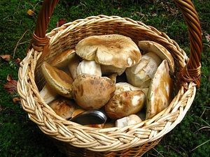 Klikni pro velký obrázek