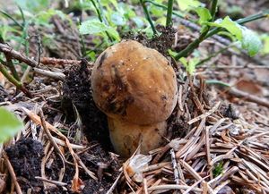 Klikni pro velký obrázek