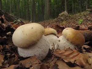 Hřib smrkový - Boletus edulis Bull. 1782