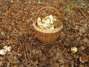 Klikni pro velký obrázek