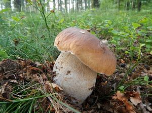 Klikni pro velký obrázek