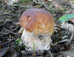 Klikni pro velký obrázek