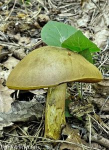 Klikni pro velký obrázek