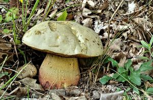 Klikni pro velký obrázek