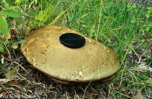 Klikni pro velký obrázek