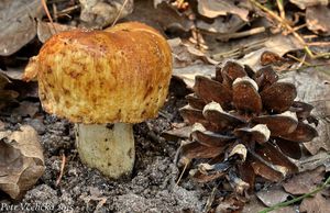 Klikni pro velký obrázek