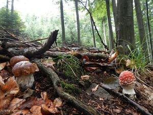 Klikni pro velký obrázek