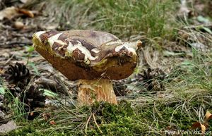 Klikni pro velký obrázek