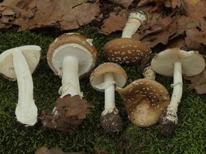 Muchomůrka tygrovaná - Amanita pantherina (DC.) Krombh. 1846