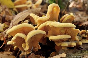 Klikni pro velký obrázek