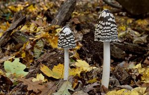 Klikni pro velký obrázek