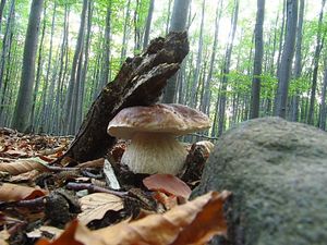 Klikni pro velký obrázek