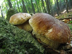 Klikni pro velký obrázek