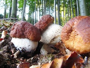 Klikni pro velký obrázek