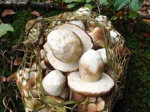 Klikni pro velký obrázek