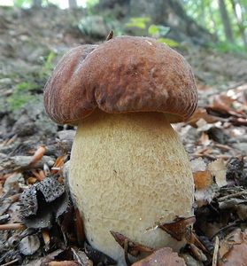 Klikni pro velký obrázek