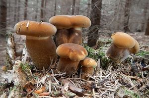 Klikni pro velký obrázek