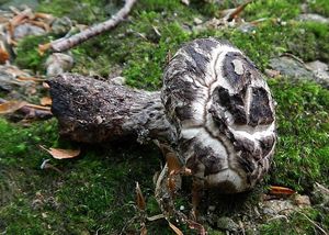 Klikni pro velký obrázek