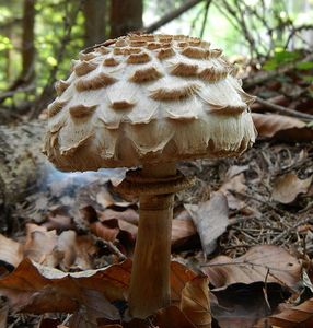 Klikni pro velký obrázek