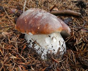 Klikni pro velký obrázek