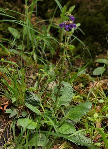 Šalvějka pyrenejská (Horminum pyrenaicum L.)