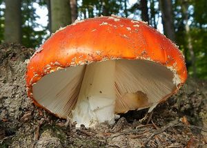 Klikni pro velký obrázek