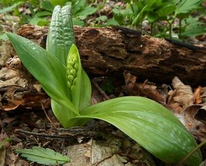 Klikni pro velký obrázek